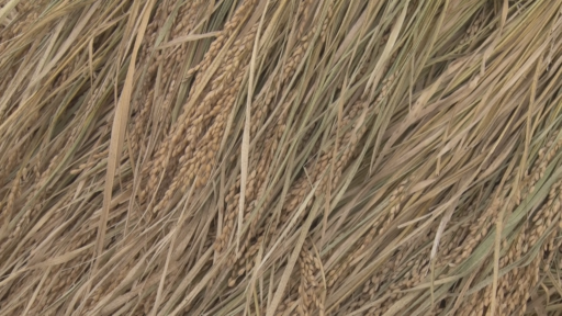 町田市・かえで保育園<br>～みんなでお米作り・脱穀をしよう！～